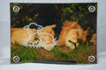 5X7 Sleeping Lion w/ Lamb Overlay